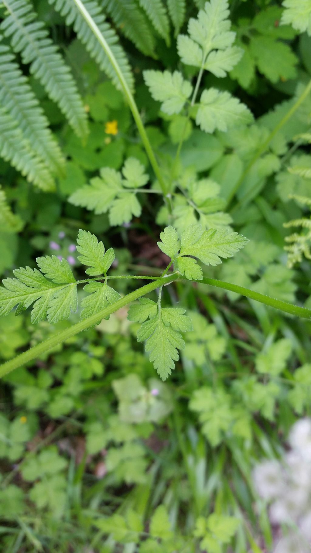 Chaerophyllum cfr. temulum